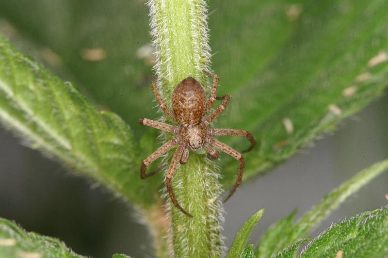 Philodromus_ZZ375_D4916_Z_90_Les Gris_Frankrijk.jpg